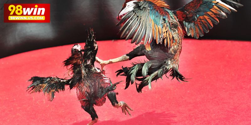 Đá gà 98win thu hút đông đảo thành viên