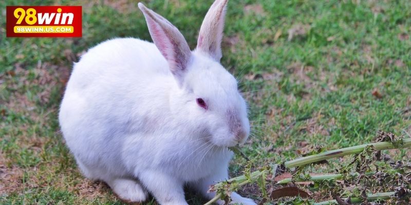 Giải đáp chi tiết con thỏ số mấy