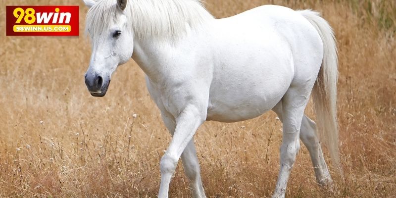 Giải đáp con ngựa số mất và điềm báo khi mộng về ngựa