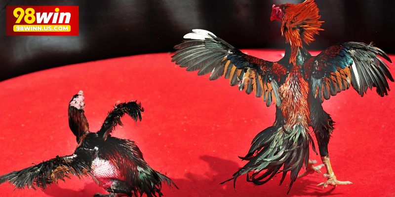 Giống gà nòi thường xuất hiện trong Đá gà 98win