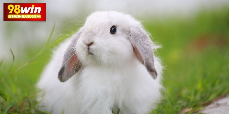 Mơ thấy con thỏ trắng