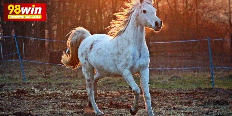 Mộng thấy cưỡi ngựa