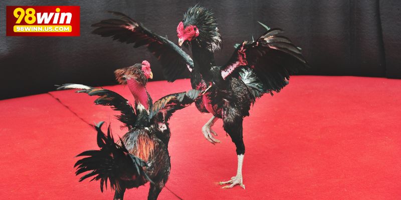 Tham gia nhận định với Đá gà C1 C2 C3