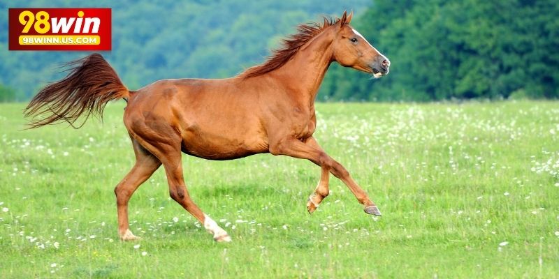 Tổng quan về giấc mơ về ngựa