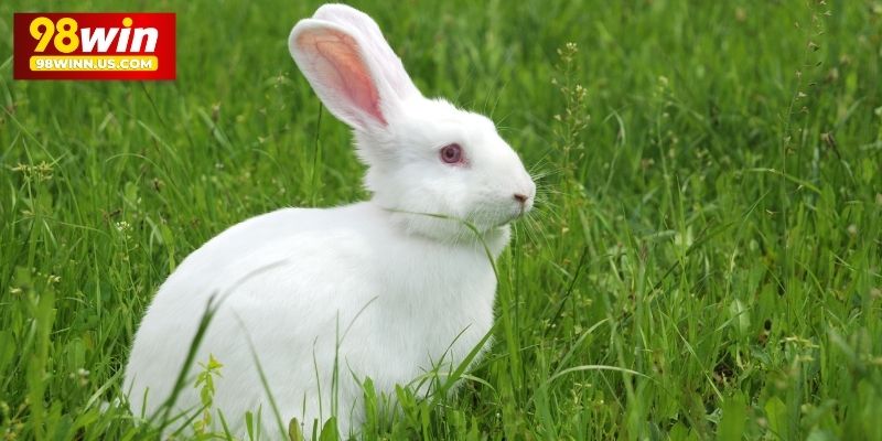 Ý nghĩa tổng quan về giấc mơ thấy thỏ